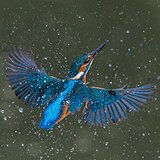 Kingfishers